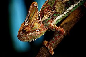 Colour Changing Chameleon