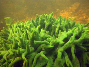 Sponges: Porifera - Freshwater Sponge (spongilla Lacustris): Species  Accounts - Water, Accessed, January, and York - JRank Articles