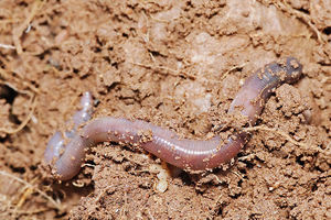 Earthworms: Oligochaeta - Physical Characteristics, Behavior And  Reproduction, Conservation Status, River Worm (diplocardia Riparia):  Species Accounts - GEOGRAPHIC RANGE, HABITAT, DIET, EARTHWORMS AND PEOPLE -  JRank Articles