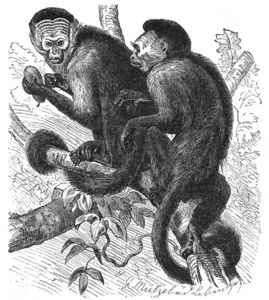Primates: Primates - Physical Characteristics, Habitat ...